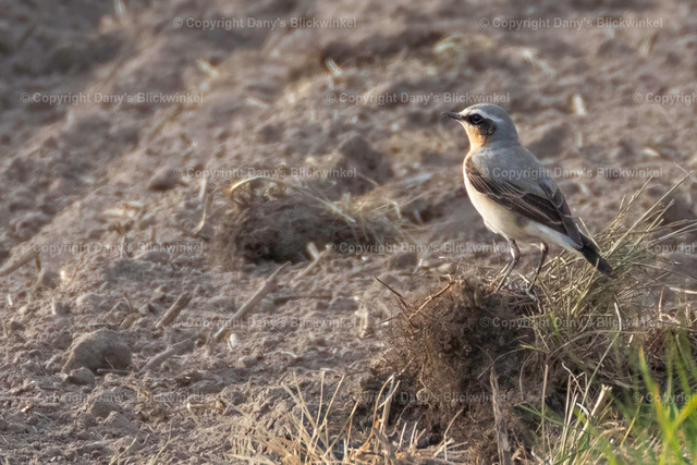 201714 | Tierfotografie, Tierkalender, Tierbilder, Insekten, Spinnen, Vögel, Schmetterling, Libellen, Leinwand, Colorkey, Qualität, Geschenkartikel, Geschenk - Realisiert mit Pictrs.com
