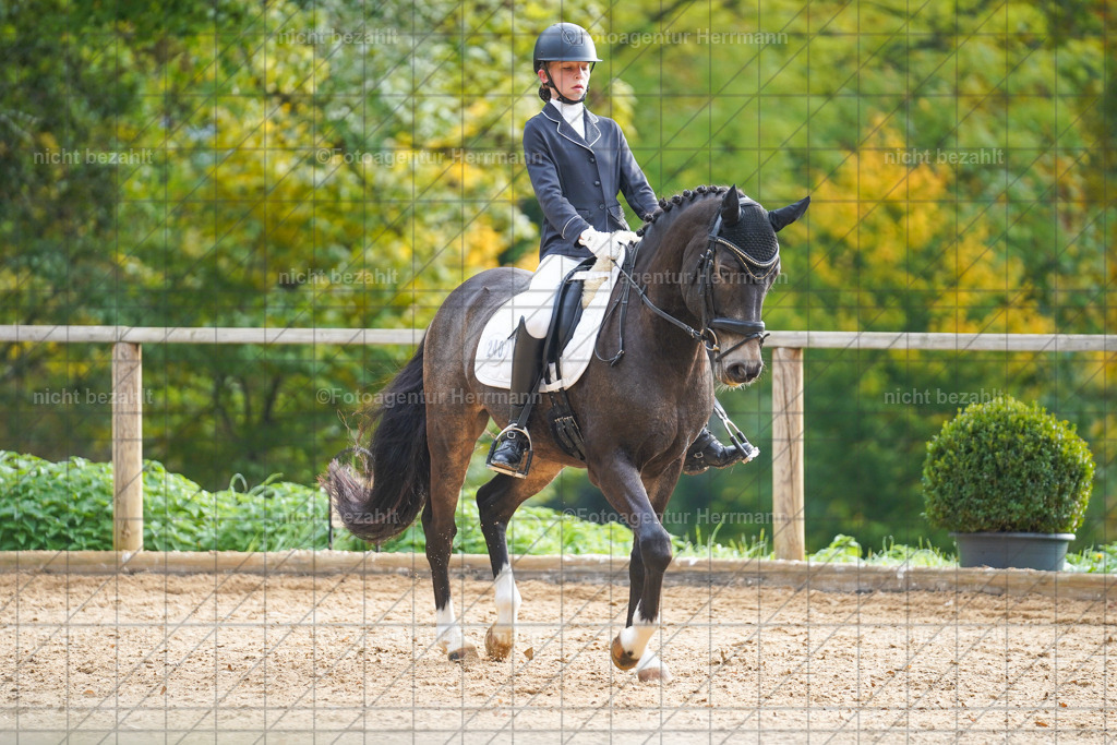 20221008-FAH00789 | Diessen am Ammersee, 2022, Dressur- und Springturnier, Reitsportbilder, Turnierfotografen Bayern, Pferdefotografen, Fotoagentur Herrmann, Turnierbilder