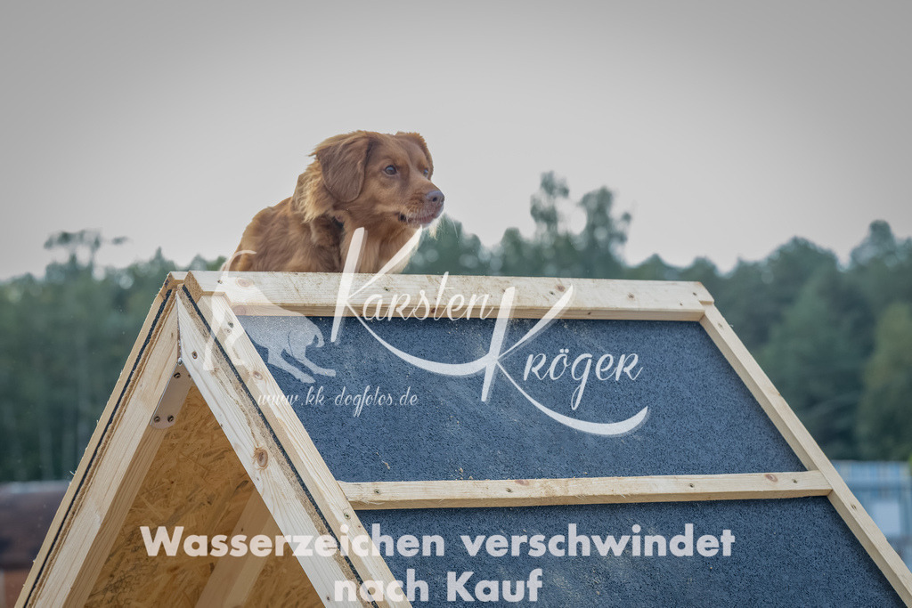 0910_ZZ91943-Bearbeitet | kk-dogfotos
