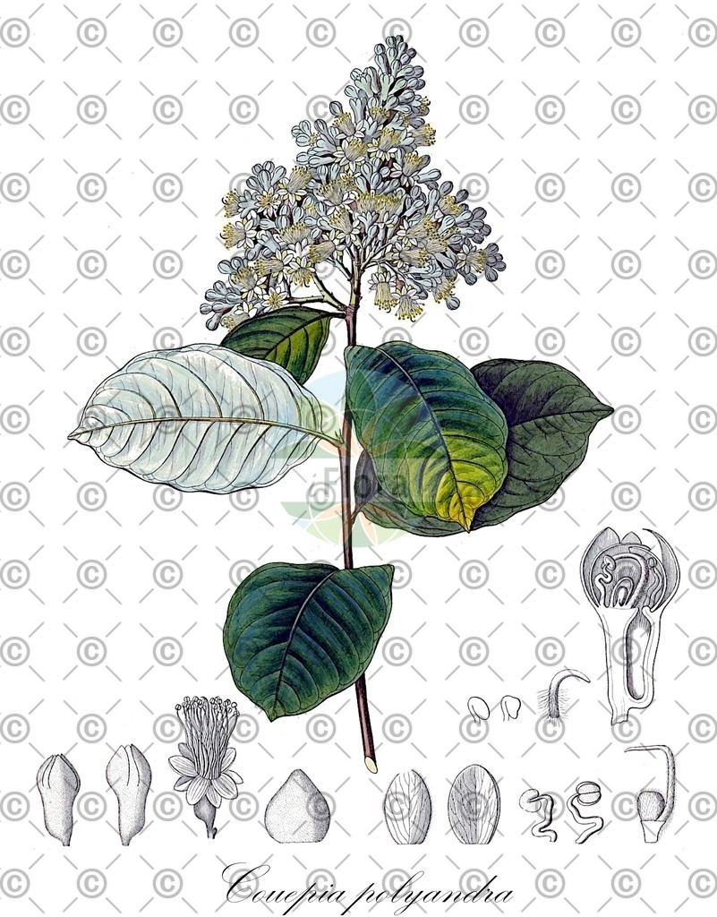 HistAbb_wfo-0000132642_1_ENZY_Simple | Historische Abbildung von Couepia polyandra - Chrysobalanaceae | Historical Illustration of Couepia polyandra - Chrysobalanaceae