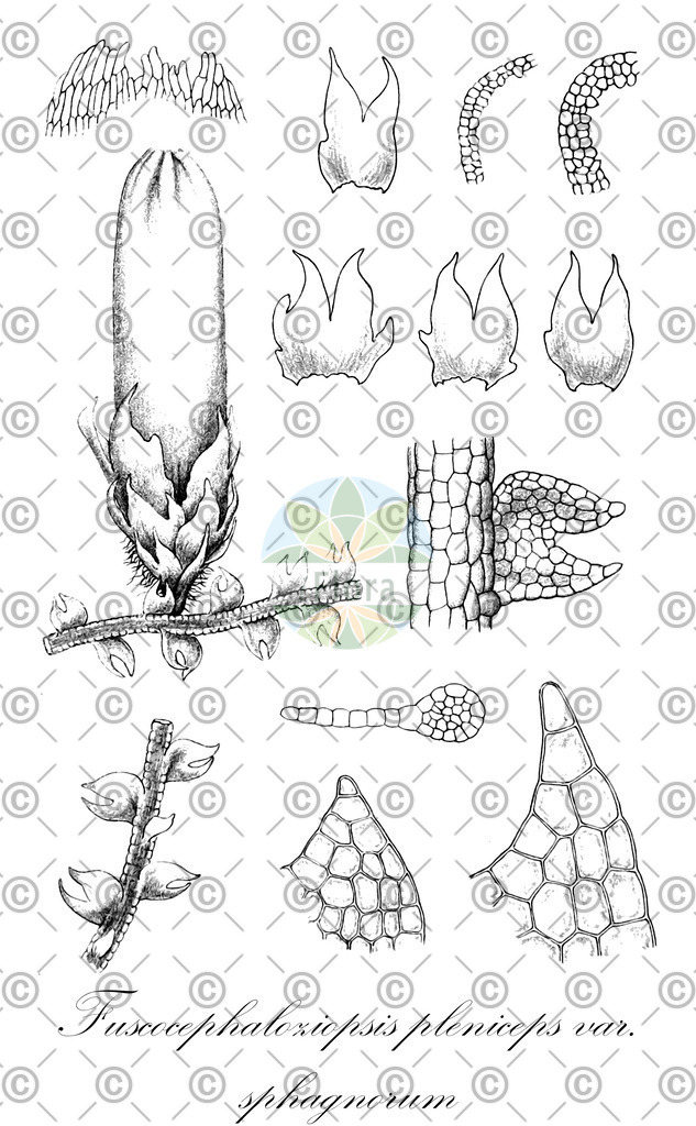 HistAbb_wfo-0001199167_1_ENZY_Simple | Historische Abbildung von Fuscocephaloziopsis pleniceps var. sphagnorum - Cephaloziaceae | Historical Illustration of Fuscocephaloziopsis pleniceps var. sphagnorum - Cephaloziaceae