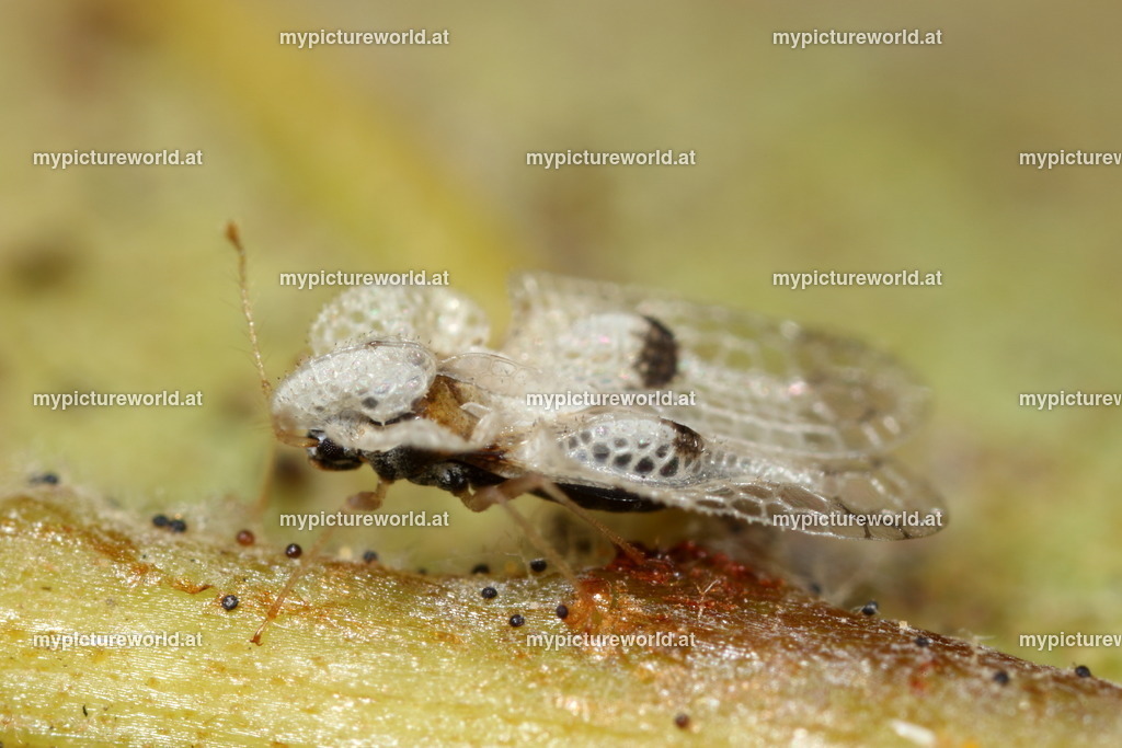 Corythucha ciliata-009 | Das Bilderarchiv über Tiere, Planzen und Landschaften. In der Bilddatenbank finden Sie ein große Auswahl an hochwertigen Bilder für Ihre Werbung - Realized with Pictrs.com