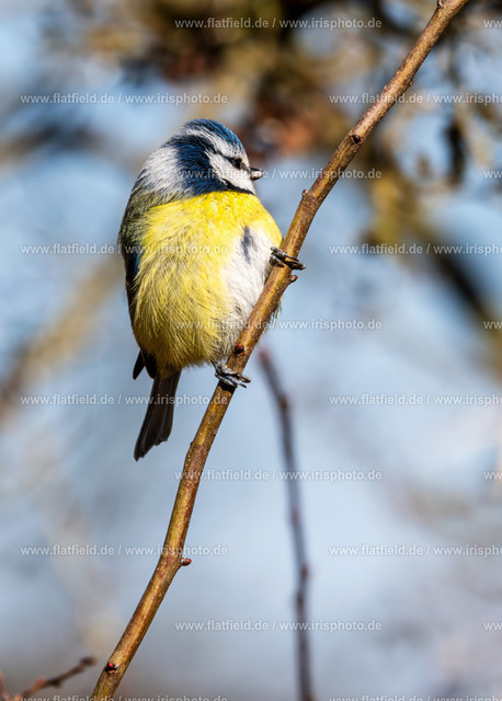 Meise auf Ast | Gesehen im Mönchbruch | Naturfoto / Waldfoto