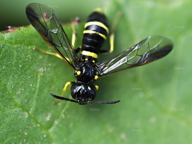 Gelbschwarze Blattwespe (Tenthredo vespa) | Inanta - Realisiert mit Pictrs.com