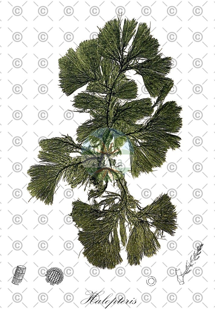 HistAbb_wfo-0000715020_1_ENZY_Simple | Historische Abbildung von Halopteris - Stypocaulaceae (0) | Historical Illustration of Halopteris - Stypocaulaceae (0)