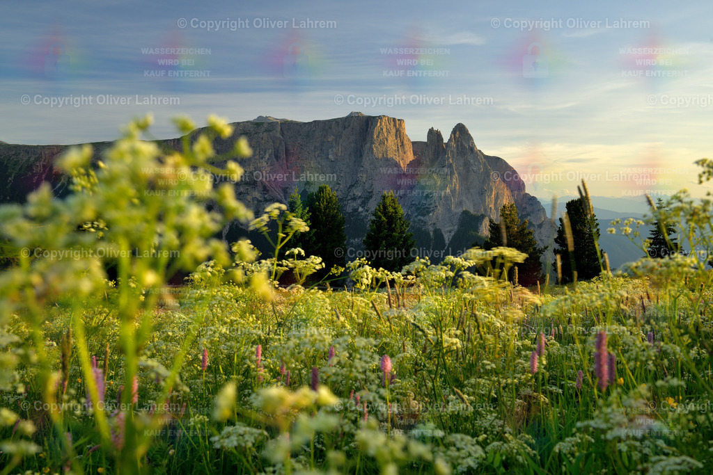 Der Sagenumwobene Schlern | Blick durch eine blühende Pflanzen einer Wiese auf den sagenumwobenen Schlern in den Südtiroler Bergen im warmen Abendlicht.