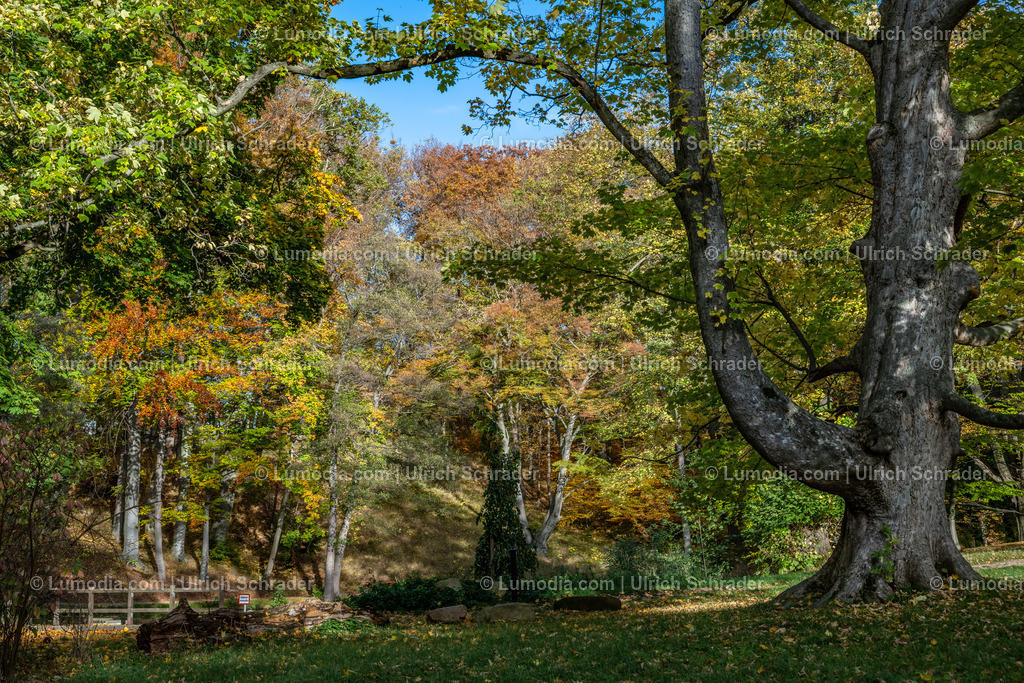 10049-12620 - Schloßpark Ilsenburg im Harz | Stockfoto und Bilderpool mit Bildmaterial aus Deutschland, dem Harz, Halberstadt, Quedlinburg, Wernigerode und weltweit. Qualitativ hochwertige und professionelle Fotos anschauen und kaufen. - Realisiert mit Pictrs.com