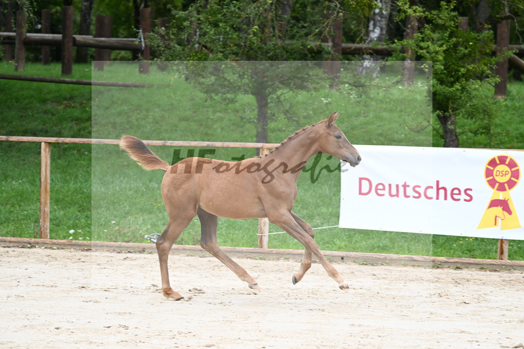 Kat-Nr. 2 SF Benicio_Schneider_25230047 | hf-fotografie - Realisiert mit Pictrs.com