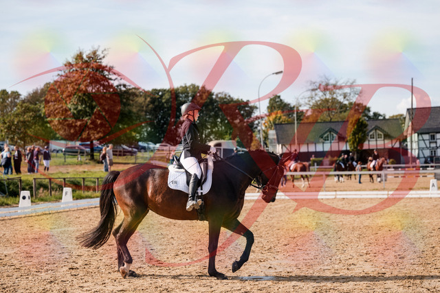 2026_10_03_Siefer-Hof_133648_Z63_98184002 | Professionelle Reitsport-, Turnier- und Eventfotografie von Robert Broda. Galerien mit ausgewählten und bearbeiteten Bildern direkt online ansehen und bestellen.