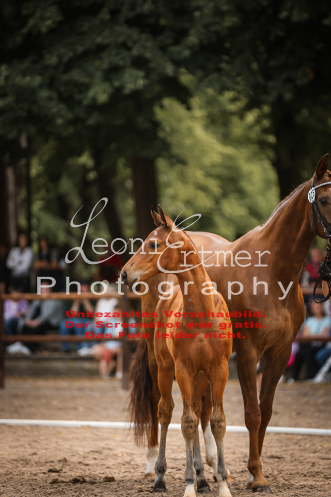 SaFohlen00235 | Leoni Ertmer Photography - Realisiert mit Pictrs.com