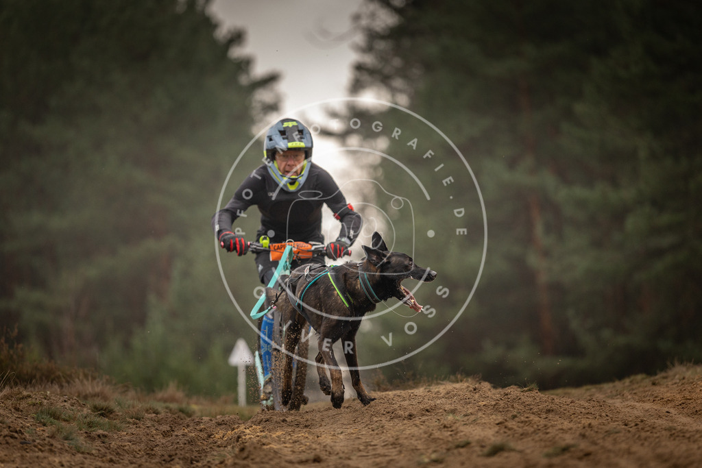 Pfotenfotografie_DV3A4959 | Hundefotografie, Tierfotograf, Pfotenfotografie, Fotoshooting Hund, Hunde Portrait, Hundesport, Hundeportraits, Heideshooting, Hunde, Sportfotograf, Hundefotograf, Turnierhundsport, THS,  - Realisiert mit Pictrs.com