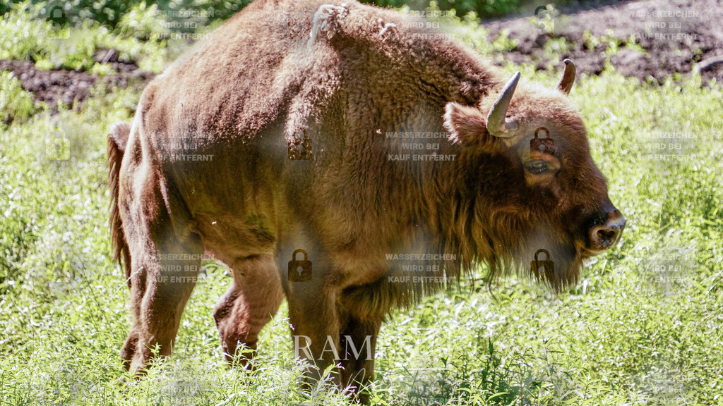Bison | Frames by Niels – Fotograf aus Wassenberg (Nähe Mönchengladbach). Natürliche Fotos von Menschen, Tieren, Produkten und Architektur. Outdoor-Shootings & professionelle Prints direkt im Shop bestellen oder vor Ort buchen. - Realisiert mit Pictrs.com