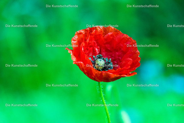 Manuela Strombach-Gauss-1277 | Kunstdruck-Postkarten von, analog und digital, handgemalten Postkarten und Bildern.
Außerdem Fotoprodukte in verschiedenen Ausführungen.
 - Realisiert mit Pictrs.com