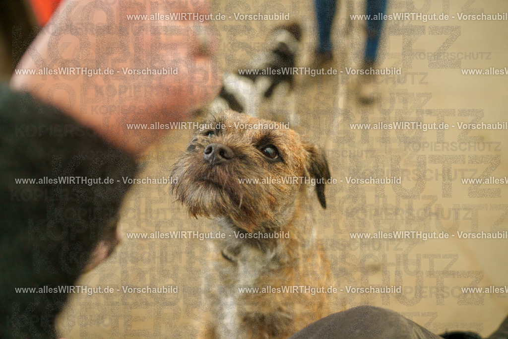 @allesWIRTHgut_Tierfotografie - www.allesWIRTHgut.de - 115953-7R508706 | Professionelle Tierfotografie in Mönchengladbach von Daniel Wirth (allesWIRTHgut). Liebevolle & natürliche Bilder von Hunden & Katzen für unvergessliche Erinnerungen.