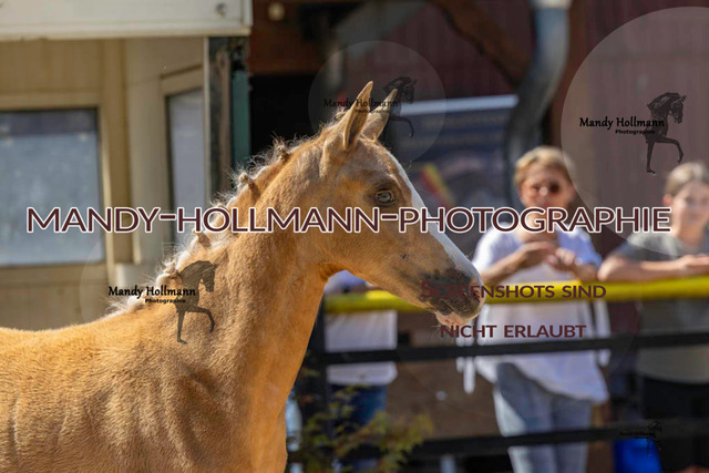 Reitponys-733 | mandyhollmannphotographie