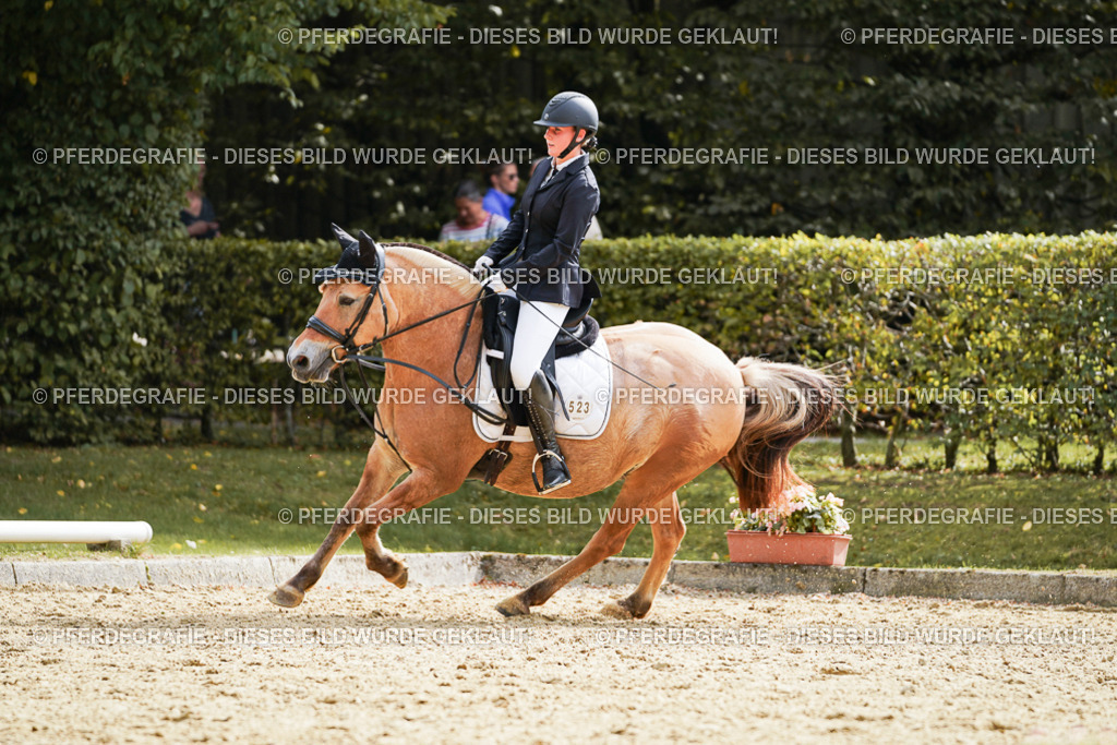 DSC01290 | Pferdegrafie