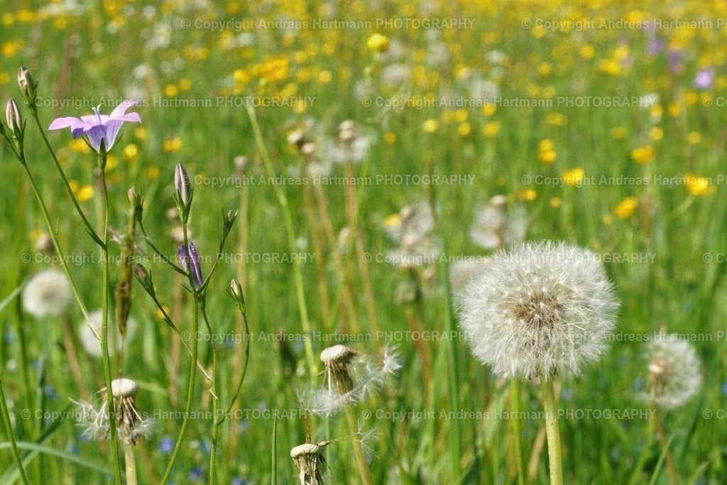Frühlingsblumenwiese | Frühlingsblumenwiese - Realisiert mit Pictrs.com