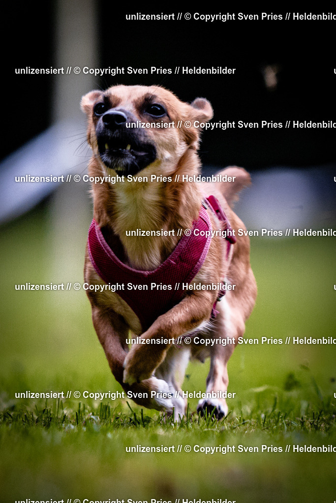 Sven Pries | 2025-10-03 - Hunderennen Obergrombach - Realisiert mit Pictrs.com