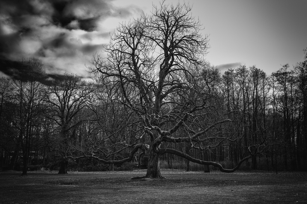 2024_02_25_BLANKENESE+HIRSCHPARK_MCP6832 sw | Hochwertig gedruckte Fotografien für die Wand, als Kalender und zum Verschenken. Hamburg & Norddeutschland und überall wo ich mit der Kamera unterwegs war.