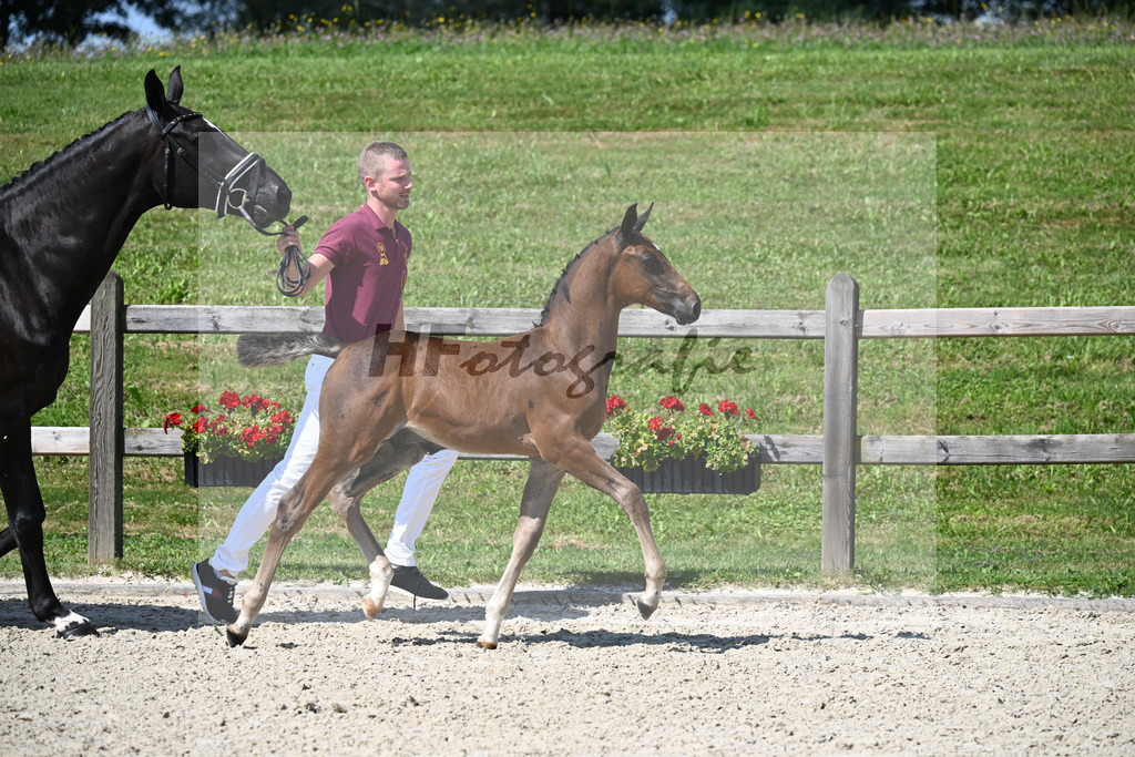 Contendro I x Diamant de Semilly_HF_Halama_29240261 | hf-fotografie - Realisiert mit Pictrs.com