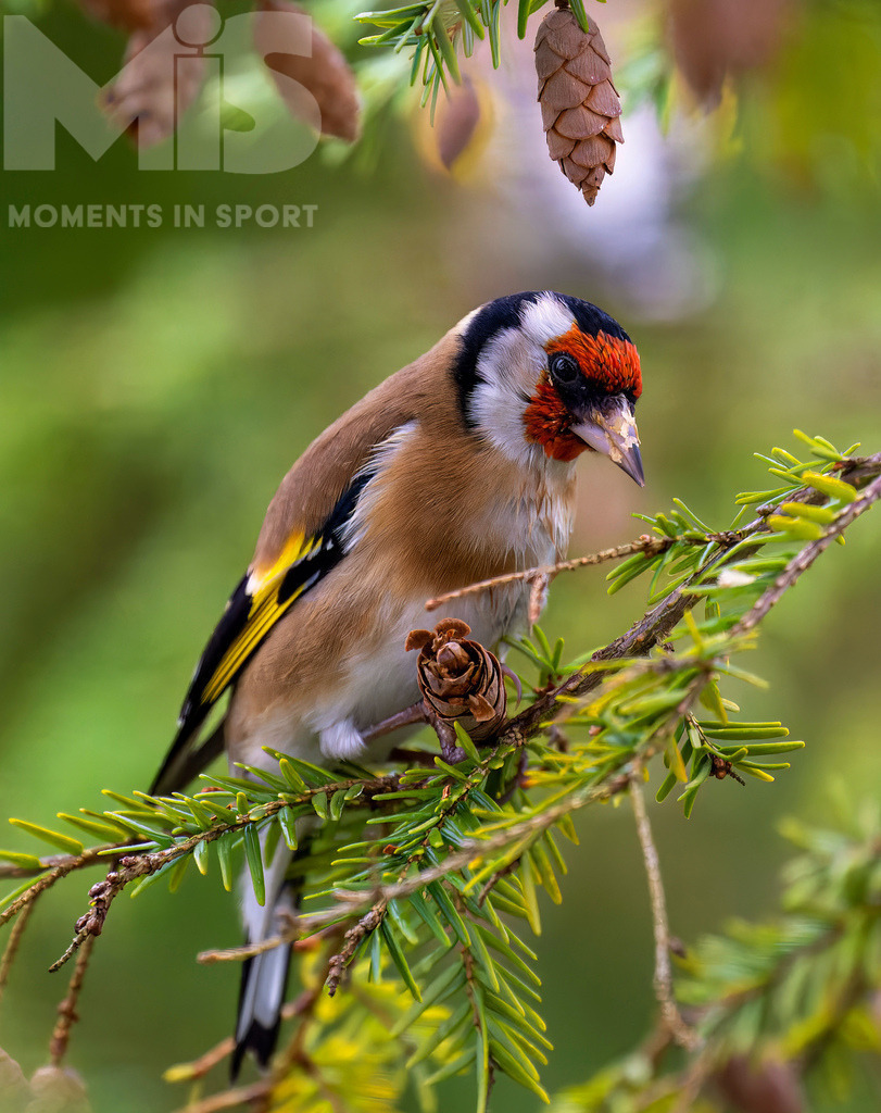 MIS_170320cm035.JPG | 07.11.2022,  Bad Wörishofen (Unterallgäu) Ein Distelfink (Carduelis carduelis) bei der Futtersuche. In den kleinen Zapfen findet er proteinreiche Samen. - Realisiert mit Pictrs.com
