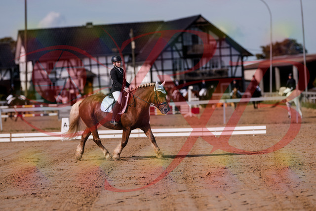 2026_10_03_Siefer-Hof_114047_Z81_83250467 | Professionelle Reitsport-, Turnier- und Eventfotografie von Robert Broda. Galerien mit ausgewählten und bearbeiteten Bildern direkt online ansehen und bestellen.