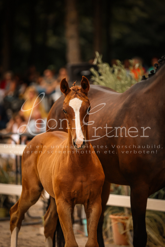 SaPA00268 | Leoni Ertmer Photography - Realisiert mit Pictrs.com