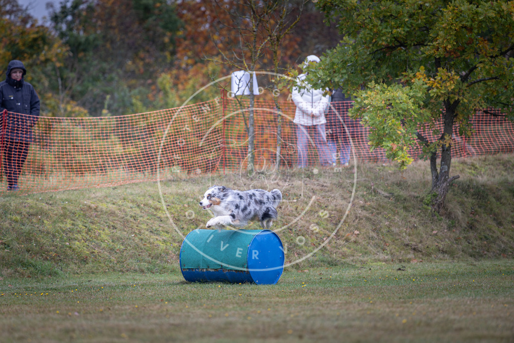 Pfotenfotografie_DV3A0460 | Hundefotografie, Tierfotograf, Pfotenfotografie, Fotoshooting Hund, Hunde Portrait, Hundesport, Hundeportraits, Heideshooting, Hunde, Sportfotograf, Hundefotograf, Turnierhundsport, THS,  - Realisiert mit Pictrs.com