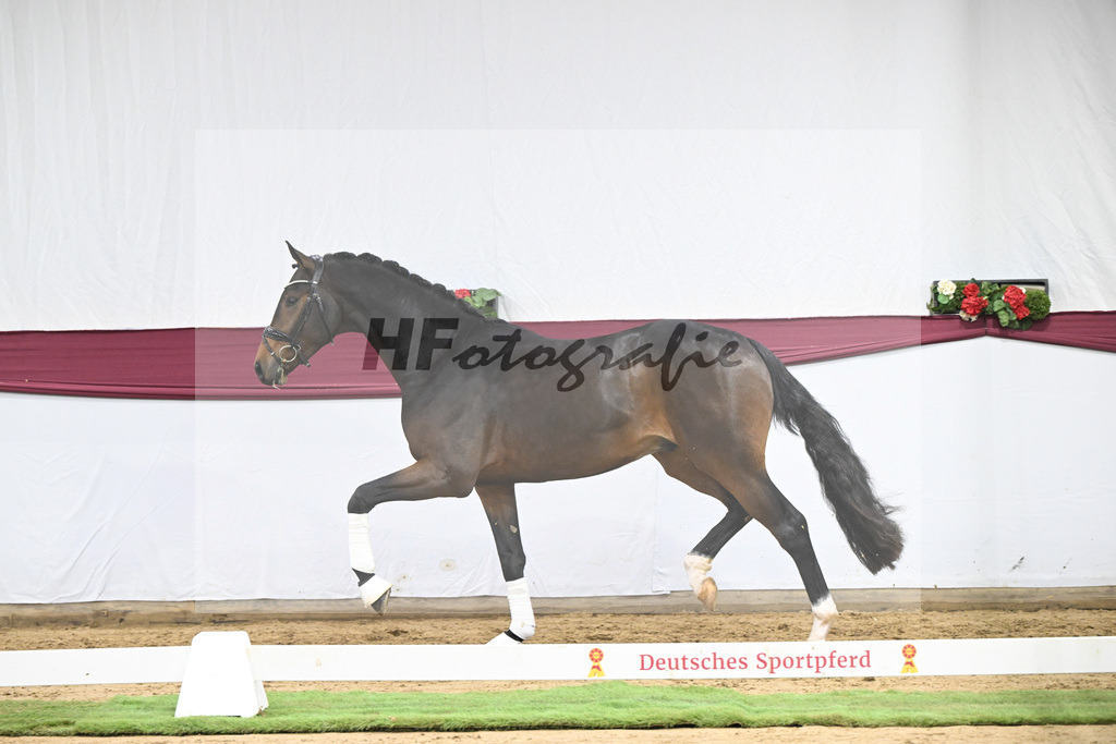 Kat-Nr. 111 Zackerey x Dante Weltino_Gerdi Rakelbusch_47253795 | hf-fotografie - Realisiert mit Pictrs.com