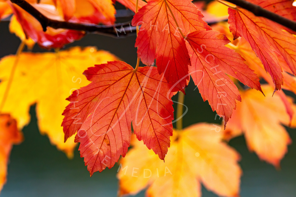 2023-10-20 Herbst Stuttgart Baerensee 035 | Schwotte Media - Realisiert mit Pictrs.com