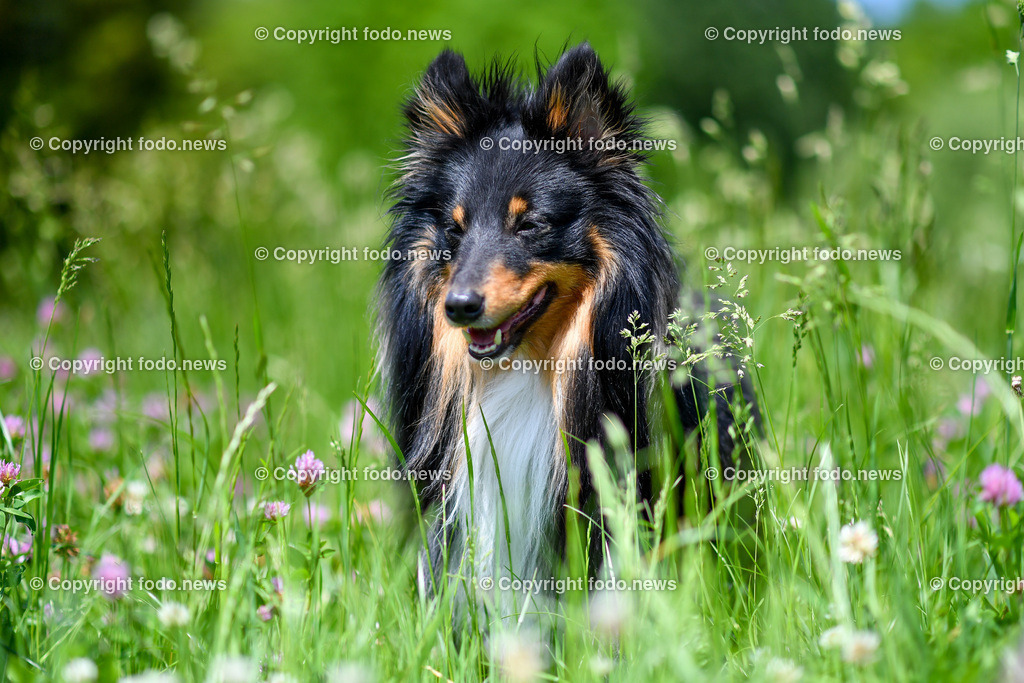 Hund_ Freilaufzone_ 21.05.2022-47 | 03.03.2022, Linz, AUT, Hund, Hunde, Themenbild, im Bild Hund, Hunde, spazieren, Freilaufzone, Spazierweg, Arrigo und Luigi