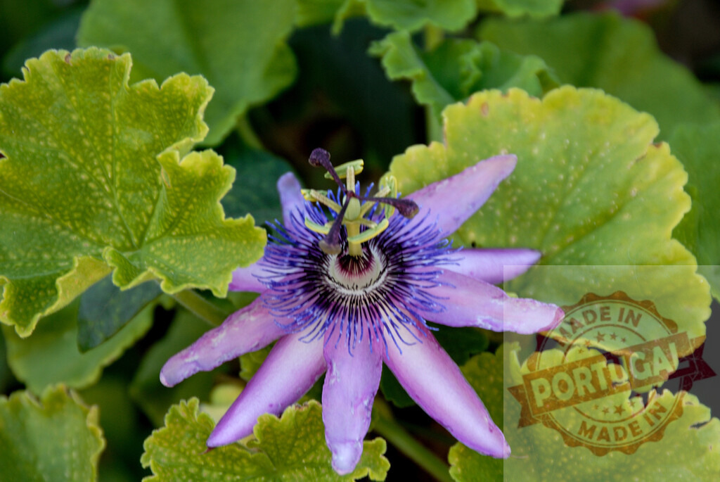 Purple passion flower blooming in a garden, surrounded by green leaves | Beautiful passiflora incarnata flower blooming surrounded by green leaves - Realisiert mit Pictrs.com