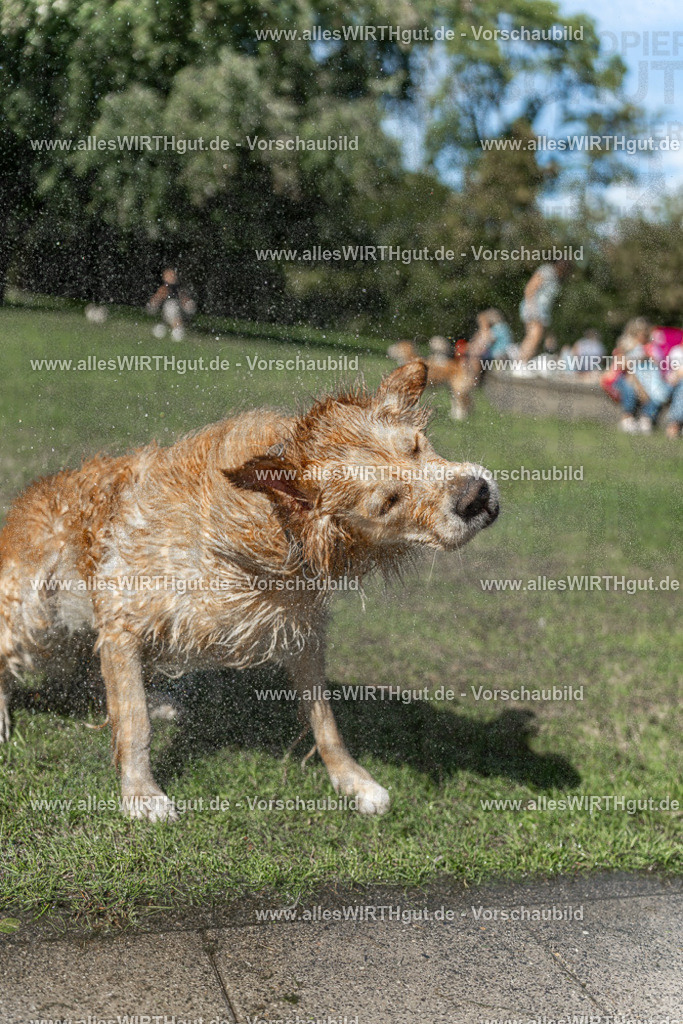 Hundeschwimmen_Volksbad_2026-allesWIRTHgut_Tierfotografie-2609061243-115332-7R500175 | Professionelle Tierfotografie in Mönchengladbach von Daniel Wirth (allesWIRTHgut). Liebevolle & natürliche Bilder von Hunden & Katzen für unvergessliche Erinnerungen.