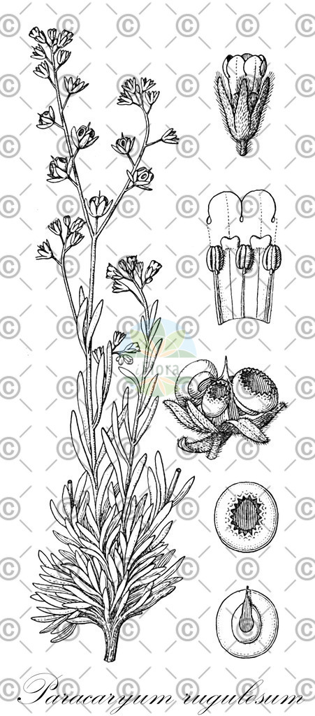 HistAbb_wfo-0000887075_1_ENZY_Simple | Historische Abbildung von Paracaryum rugulosum - Boraginaceae | Historical Illustration of Paracaryum rugulosum - Boraginaceae