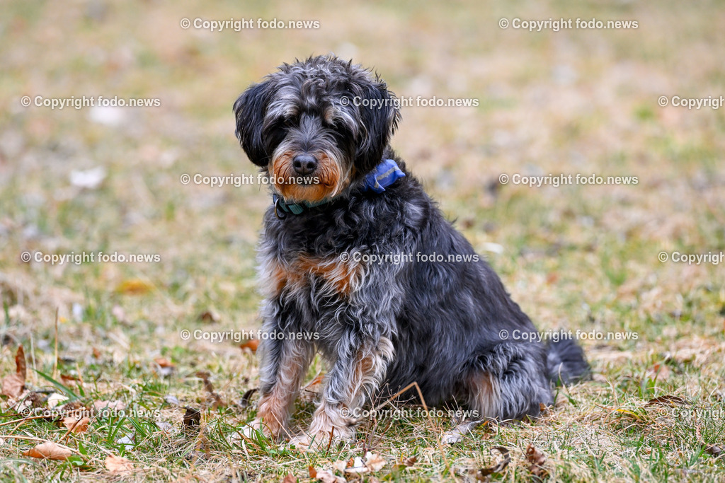 Gruenau_ Max Brick und Django_ 28.02.2024-9 | 28.02.2024, Gruenau im Almtal, AUT, Max Brick, im Bild Hund Django (Jagdterrier)