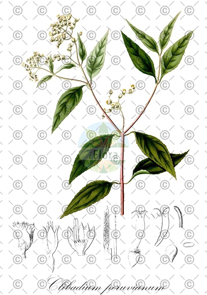 HistAbb_wfo-0001017018_1_ENZY_Simple | Historische Abbildung von Clibadium peruvianum - Asteraceae | Historical Illustration of Clibadium peruvianum - Asteraceae