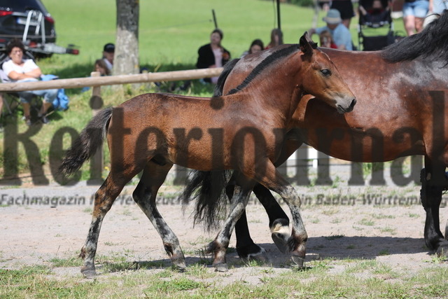 Fohlenprämierung_Sankt-Märgen_2024_KN_44_Rubinio (61) | Alle Fotos der Reiterjournal Fotografin Doris Matthaes im Reiterjournal Online-Fotoshop. - Realisiert mit Pictrs.com