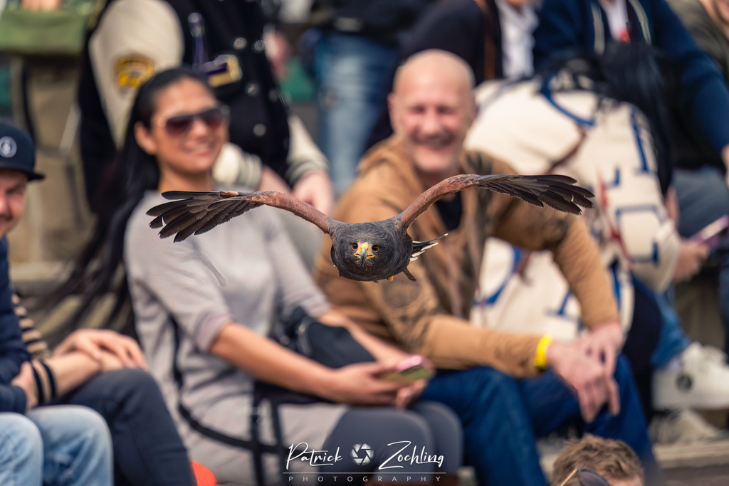 Greifvogl-Zöchling (9 von 23) | Mein Name ist Patrick Zöchling. Auf dieser Website siehst Du meine Projekte als Fotograf und kannst Dir Deine Fotos in Galerien ansehen und herunterladen. Über einen Webshop kannst Du Bilder ausarbeiten, auf T-Shirt drucken usw. - Realisiert mit Pictrs.com