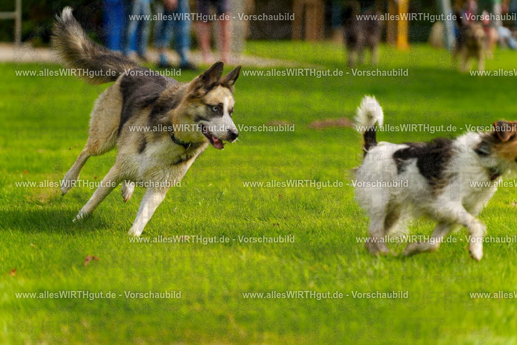 Hundeschwimmen_Grefrath_2026-allesWIRTHgut_Tierfotografie-11_31-7R503354 | Professionelle Tierfotografie in Mönchengladbach von Daniel Wirth (allesWIRTHgut). Liebevolle & natürliche Bilder von Hunden & Katzen für unvergessliche Erinnerungen.