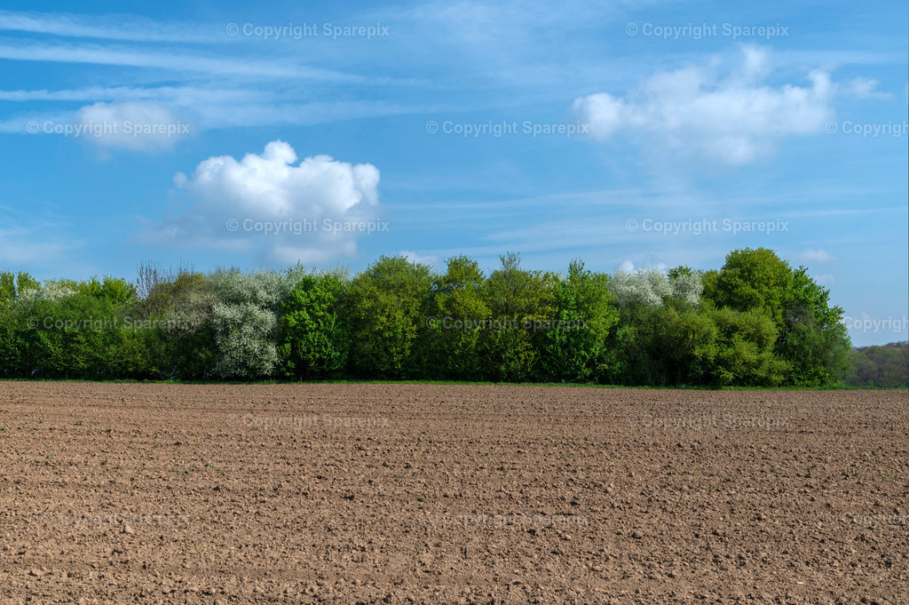 PAR_Tiny_Forest_Spring4 | sparepix - Realisiert mit Pictrs.com