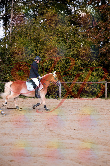 2026_10_03_Siefer-Hof_145426_Z81_34545531 | Professionelle Reitsport-, Turnier- und Eventfotografie von Robert Broda. Galerien mit ausgewählten und bearbeiteten Bildern direkt online ansehen und bestellen.