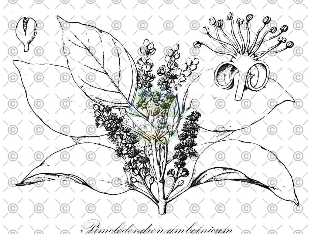 HistAbb_EMP_107812_5_FloraD_Simple | Historische Abbildung von Pimelodendron amboinicum - Euphorbiaceae | Historical Illustration of Pimelodendron amboinicum - Euphorbiaceae