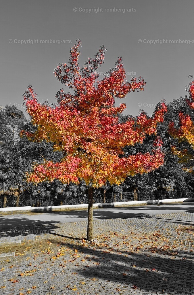 20241112_185922 | romberg-arts, romberg-arts.de, www.romberg-arts.de, Foto_Online_Shop, Julia Fuhrmann, Köln, Fotos, Fotografie, Fotokunst, Kunstdrucke, Naturfotos, Aktfotos, Nacktfotos, schwarz_weiß_Fotos, Blumenfotos, Blumen, Tiere, Beton, Korrosion, Lächeln, Drucke