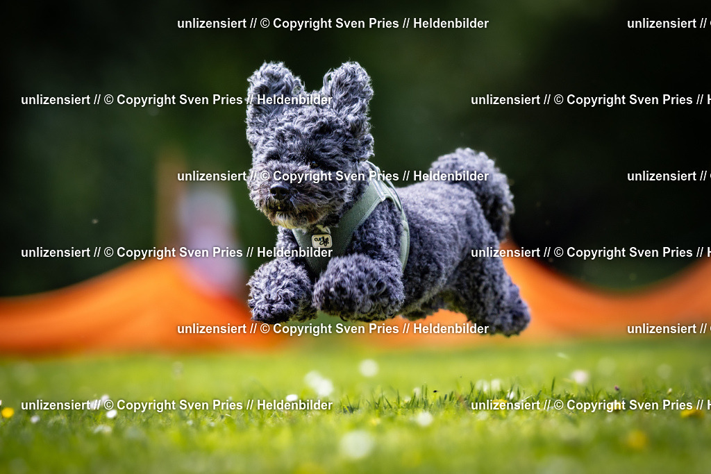 Sven Pries | 2026-05-14 - Hunderennen KA Durlach Vatertag 2026 - Realisiert mit Pictrs.com