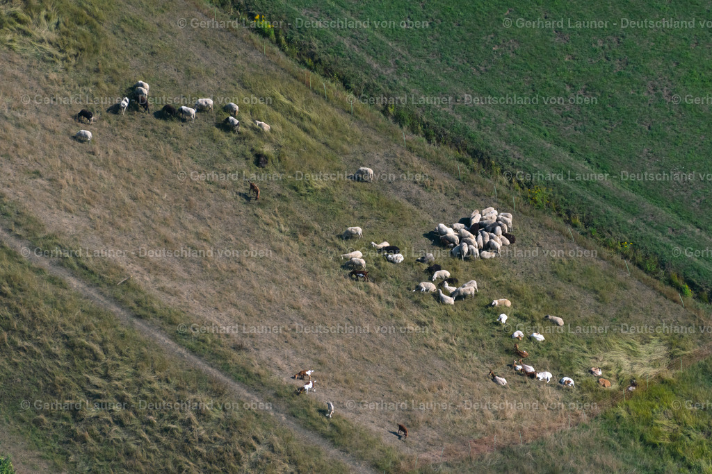 4041549 | Schafe auf dem Elsterhochflutbett am Cospudenersees, Leipzig