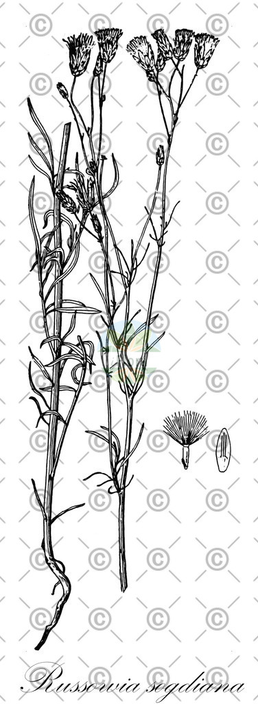 HistAbb_5119_1_FLORAD_SIMPLE | Historische Abbildung von Russowia sogdiana - Asteraceae | Historical Illustration of Russowia sogdiana - Asteraceae