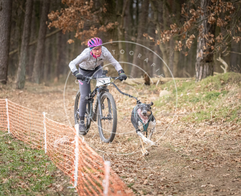 Pfotenfotografie_DV3A1292 | Hundefotografie, Tierfotograf, Pfotenfotografie, Fotoshooting Hund, Hunde Portrait, Hundesport, Hundeportraits, Heideshooting, Hunde, Sportfotograf, Hundefotograf, Turnierhundsport, THS,  - Realisiert mit Pictrs.com