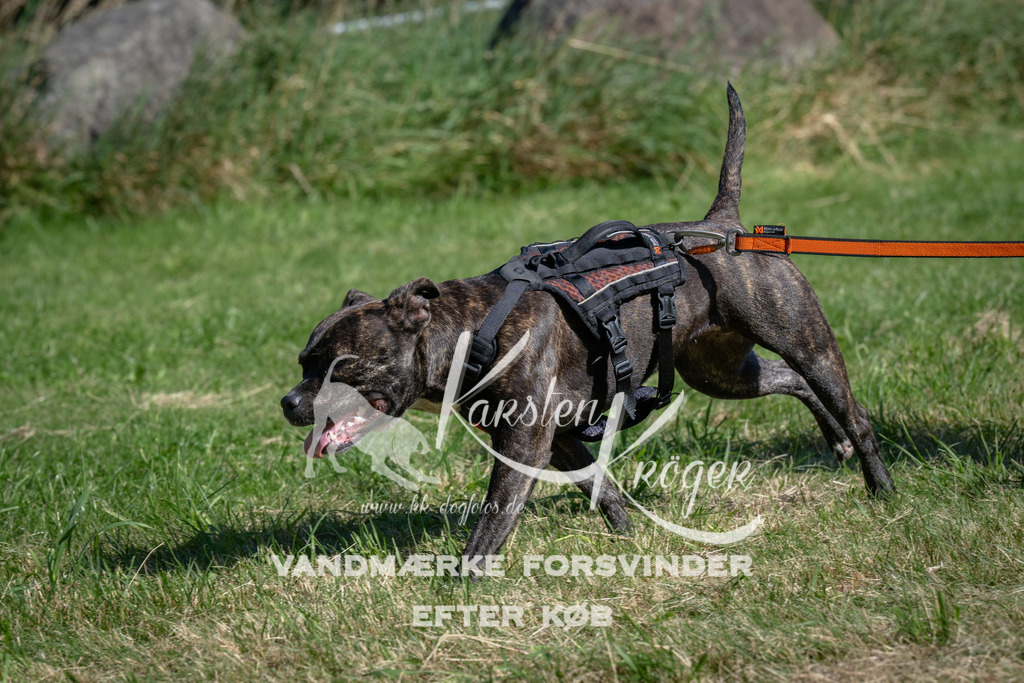 1025_ZZ98539 | kk-dogfotos