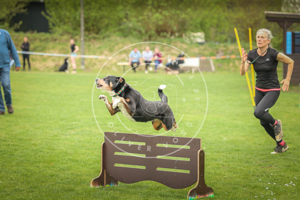 Pfotenfotografie_0L8A0074 | Hundefotografie, Tierfotograf, Pfotenfotografie, Fotoshooting Hund, Hunde Portrait, Hundesport, Hundeportraits, Heideshooting, Hunde, Sportfotograf, Hundefotograf, Turnierhundsport, THS,  - Realisiert mit Pictrs.com