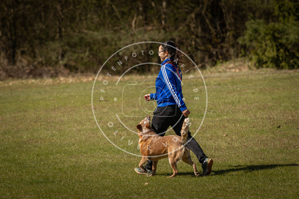 Pfotenfotografie_DV3A0850 | Hundefotografie, Tierfotograf, Pfotenfotografie, Fotoshooting Hund, Hunde Portrait, Hundesport, Hundeportraits, Heideshooting, Hunde, Sportfotograf, Hundefotograf, Turnierhundsport, THS,  - Realisiert mit Pictrs.com